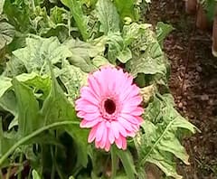 Flower Farming Loss | कोल्हापुरात दोन एकरातील जरबेरा फुलं फेकण्याची वेळ, लॉकडाऊनमुळे 20 लाखांचं नुकसान