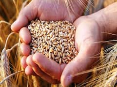 ખેડૂતો માટે સારા સમાચારઃ ક્યારથી ગુજરાતમાં શરૂ થશે ટેકાના ભાવે ઘઉંની ખરીદી, જુઓ વીડિયો