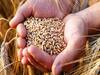 ખેડૂતો માટે સારા સમાચારઃ ક્યારથી ગુજરાતમાં શરૂ થશે ટેકાના ભાવે ઘઉંની ખરીદી, જુઓ વીડિયો