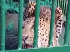 વલસાડઃ છરવાડામાંથી દીપડો પાંજરે પૂરાયો, જુઓ વીડિયો