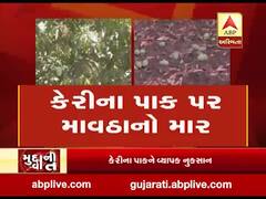 અમરેલી: કમોસમી વરસાદથી કેરીના પારને વ્યાપક નુકસાન, જુઓ વીડિયો