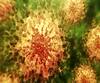 Coronavirus | नागपुरात शासकीय वेद्यकीय दवाखान्यातील नऊ डॉक्टरांचे रिपोर्ट निगेटिव्ह