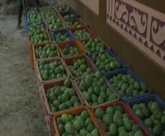 Coronavrius | Lockdown वाढल्यास देवगडचा हापूस सडण्याची भीती; बाजारपेठ नसल्याने 80 टक्के आंबा अजूनही बागेतच शिल्लक