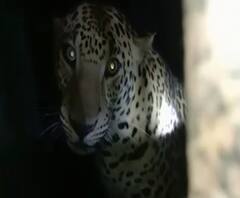 Rural News | नाशिकमध्ये वनविभागाच्या जाळ्यात बिबट्या जेरबंद | माझं गाव माझा जिल्हा 