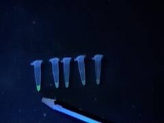 CSIR unveils Covid-19 kit that delivers result in hours