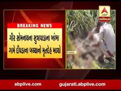 ગીર સોમનાથના સુત્રાપાડાના ખાંભા ગામે દીપડાના બચ્ચાનો મૃતદેહ મળ્યો, જુઓ વીડિયો 