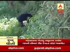 ખેરાલુના ડાવોલ ગામની સીમમાં રીંછ દેખાતા લોકો ભયભીત, જુઓ વીડિયો