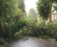 ঘূর্ণিঝড় উমপুন: রাতে গাছ পড়ে রুদ্ধ সাদার্ন অ্যাভিনিউ-রবীন্দ্র সরোবরে সরানোর কাজ পুরসভার