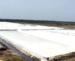 Salt Production | लॉकडाऊनमुळे मीठ उत्पादकांचं लाखोंचं नुकसान, पावसापर्यंत मजूर नसल्यास मेहनत वाहून जाणार