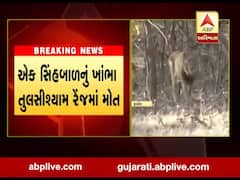 અમરેલીઃ ધારી ગીર પૂર્વમાં એક જ દિવસમાં બે સિંહના મોત, જુઓ વીડિયો