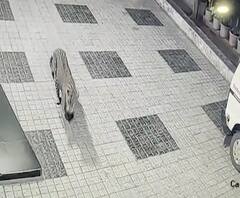 Leopard Attack | नाशिकमध्ये शहरात वावरणाऱ्या बिबट्याला पिंजऱ्यात पकडण्याचा प्रयत्न,बिबट्याच्या हल्ल्यात तिघं जखमी