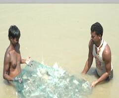 Corona effect on Fishermen| कोरोना संसर्गामुळे सोलापूर मधील मत्स्य पालन करणाऱ्यांवर उपासमारीची वेळ | ABP Majha