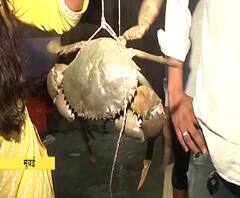 व्हॉट्सअॅप, इन्स्टाग्रामवरून होतंय माशांचं बुकिंग, मच्छिमार्केट बंद झाल्याने माशांची ऑनलाईन विक्री