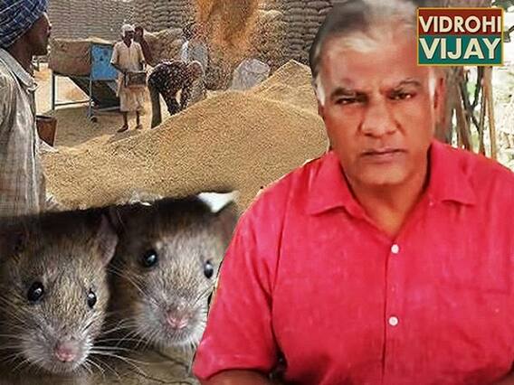 Corona Lockdown: सरकारी गेहूं पर पहला हक किसका गरीबों का या चूहों का ? | ABP Uncut