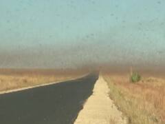 टिड्डियों के हमले पर DGCA ने जारी किया अलर्ट