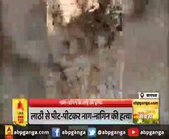 नाग-नागिन के जोड़े की हत्या,लाठी से पीट-पीटकर नाग-नागिन की हत्या