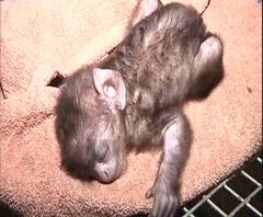 Animal-Bird Help नागपूरच्या आरोग्य केंद्रात प्राण्यांवर उपचार,लॉकडाऊनमधल्या पतंगबाजीमुळे पक्षी जखमी