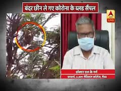 Monkeys run away with Covid blood samples in Meerut, video goes viral 