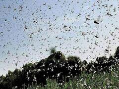 Experts से जानिए- टिड्डियों के हमले से कैसे निपट रहा भारत ?