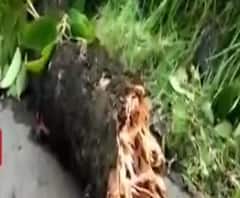 ১৮৬৪ থেকে ২০২০, বহু ঝড়ের দাপট সইলেও, আর যুঝতে পারল না শিবপুর বোটানিক গার্ডেনের প্রাচীন বট