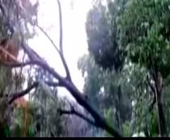 গাড়ির উপর গাছ পড়ে সম্পূর্ণ বন্ধ ব্যারাকপুর-বারাসাত রোড, সরাতে হাত লাগলেন স্থানীয়রাই 