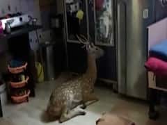 Mumbai के एक मकान की छत से गिरा हिरण