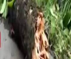 উমপুনের জেরে ক্ষতিগ্রস্ত আড়াইশো বছরের পুরনো শিবপুরের জগদীশচন্দ্র বোস ইন্ডিয়ান বোটানিক গার্ডেনের ‘দ্য গ্রেট ব্যানিয়ান ট্রি’