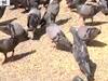 Mumbai resident feeds pigeons at his expense daily