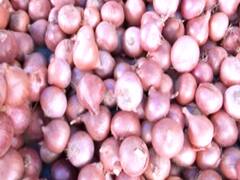 Jodhpur: प्याज के किसानों को नहीं मिल रहा तीन या चार रुपए प्रति किलो का भी भाव 