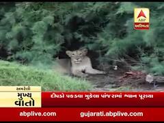 આકરા તાપથી બચવા અમરેલીના શેત્રુંજી નદીના પટમાં સિંહોનો અડિંગો, જુઓ વીડિયો