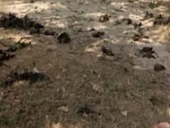 'Coronavirus is just the tip of the iceberg,' claims a Chinese researcher