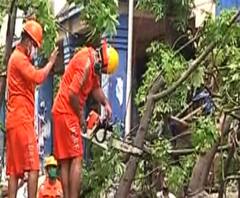 উল্টোডাঙায় বাড়ি বাঁচিয়ে ২ দিন ধরে গাছ কাটলেন পুরসভা ও বনদপ্তরের কর্মীরা, ফুল-মিষ্টি দিয়ে বরণ করলেন স্থানীয়রা