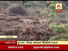 ભાવનગર: પાલીતાણાના કદમગીરી ગામમાં સિંહોનો લટાર મારતો વીડિયો વાયરલ, જુઓ વીડિયો 