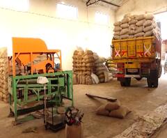 Farmer Loss | हरभरा पावसाळ्यात खरेदी करणार का? खरेदी सुरू नसल्याने बीडमधील संतप्त शेतकऱ्यांचा सवाल