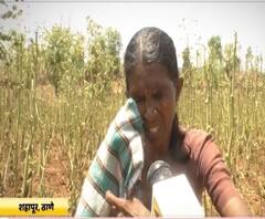 Lockdown Effect | कोरोनानं शेतकऱ्यांच्या तोंडचा घास पळवला, कर्ज काढून जोपासलेल्या शेतीचं लॉकडाऊनमुळे नुकसान | शहापूर