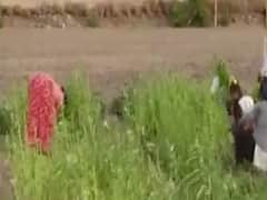 સુરેન્દ્રનગર, મોરબી, ભાવનગર બાદ અમરેલીમાં તીડનું આક્રમણ, જુઓ વીડિયો