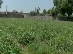 લોકડાઉનના કારણે દહેગામ તાલુકાના ખેડૂતો શાકભાજી ફેંકી દેવા બન્યા મજબૂર, જુઓ વીડિયો