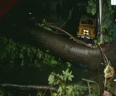 ঘূর্ণিঝড় উমপুন: একশ বছরের পুরোনো বটগাছ ভেঙে পড়ল হরিশ চ্যাটার্জি স্ট্রিটে