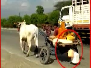 Truth behind viral video of man pulling bullock cart | Sacchai Ka Sensex