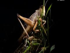 क्या टिड्डी भारत में करेगी करोड़ों का नुकसान? | घंटी बजाओ