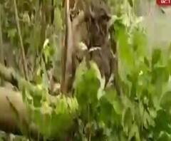 উমপুনের তাণ্ডবে তছনছ দক্ষিণ ২৪ পরগনার গোসাবার তৃণমূল বিধায়কের ফলের বাগান