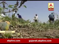 લોકડાઉનના કારણે સાબરકાંઠાના ખેડૂતોની હાલત કફોડી, જુઓ વીડિયો 