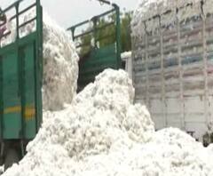 Lockdown effect on Cotton Farmers | लॉकडाऊनमुळे कापूस उत्पादक शेतकरी संकटात | स्पेशल रिपोर्ट 