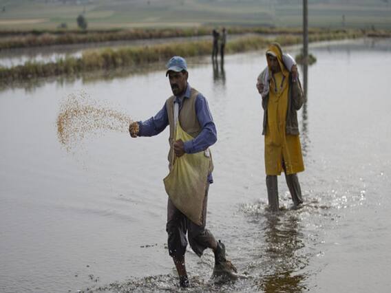 Punjab: बिना परमिशन कैबिनेट मंत्री के करीबी ने तीन गुना दाम पर बाजार में बेचा बीज