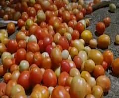 Tomato Infection | नव्या रोगामुळे 5 हजार एकरावरील टोमॅटो सडले, टोमॅटोचा विषाणूजन्य रोग हिरावतोय बळीराजाच्या तोंडचा घास
