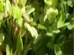 સૌરાષ્ટ્રના ભાવનગર, અમરેલી, સુરેન્દ્રનગર, બોટાદ, મોરબીમાં ત્રાટક્યા તીડના ઝુંડ, જુઓ વીડિયો