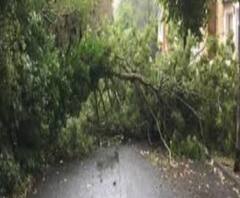 বিদ্যুতের তার থাকায় সরানো যাচ্ছে না গাছ, বেহালার সেনহাটিতে রাস্তায় থাকতে বাধ্য হচ্ছেন স্থানীয় মানুষ