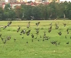 লকডাউনে উধাও গরমের চেনা ছবি! কমছে দূষণ, বাড়ছে শহরের বাতাসের গুণগত মান