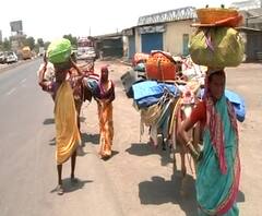 Lockdown | धनगर समाजानेही धरली गावाची वाट, शेळ्या-मेंढ्यांची उपासमार होऊ नये यासाठी स्थलांतर