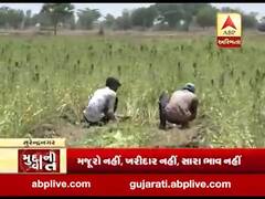 સુરેન્દ્રનગર: કોરોનાના કારણે ખેડૂતો મુશ્કેલીમાં, પાક તૈયાર છે પણ નથી મળતા ખરીદદાર, જુઓ વીડિયો 